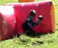 vlp paintball vlp paintball