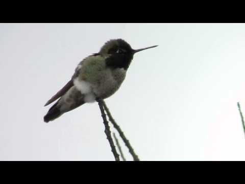 Anna’s Hummer