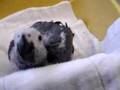 Merlin our new baby Congo African Grey baby parrot