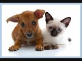 Puppies and Kittens