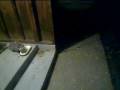 videos de Porch cam
