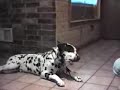 Talking Dogs Talking Dogs