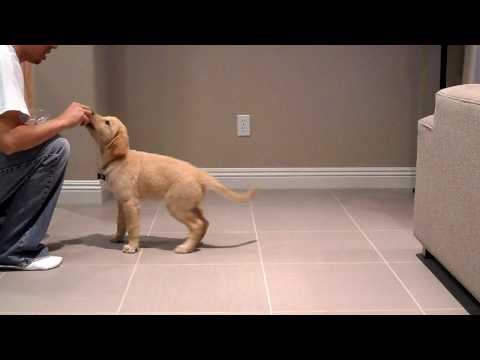 how to care golden retriever puppy