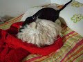 Pupa e Tecky