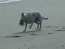 Toosje op het strand Toosje op het strand
