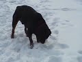 Rottweilers Snow Fun
