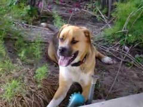 Buster Brown Looking Around