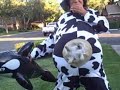 me being a cow!!!!!(warning,this video contans cow utters) me being a cow!!!!!(warning,this video contans cow utters)
