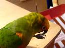 Kiwi qui tourne! Kiwi qui tourne!