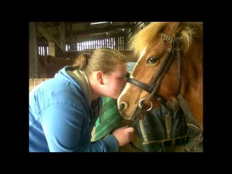 horses grand national