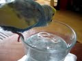 Singing into his cups Singing into his cups