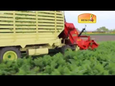 how to harvest lovage