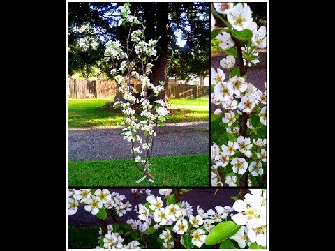 how to transplant dwarf citrus