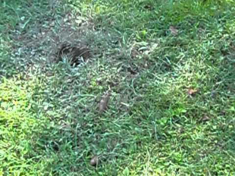 how to eliminate yellow jacket nest in ground