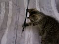 Kitty Fu (or Kitty Kung Fu)