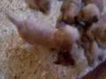 5 Week Old Puppies 