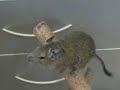 Degus Degus