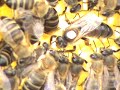 bees queen feeding-p?ele -hranjenje matice
