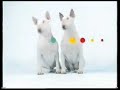 Bull terrier Dogs MTV