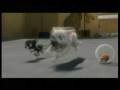 videos de Miley Cyrus & John Travolta - I Thought I Lost You