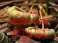 Mycology