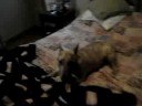 Bull Terriers Video.