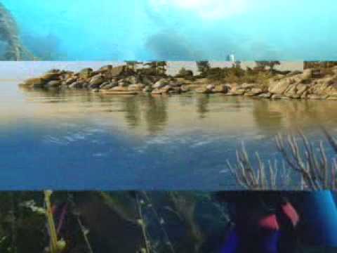 Underwater Naturalist