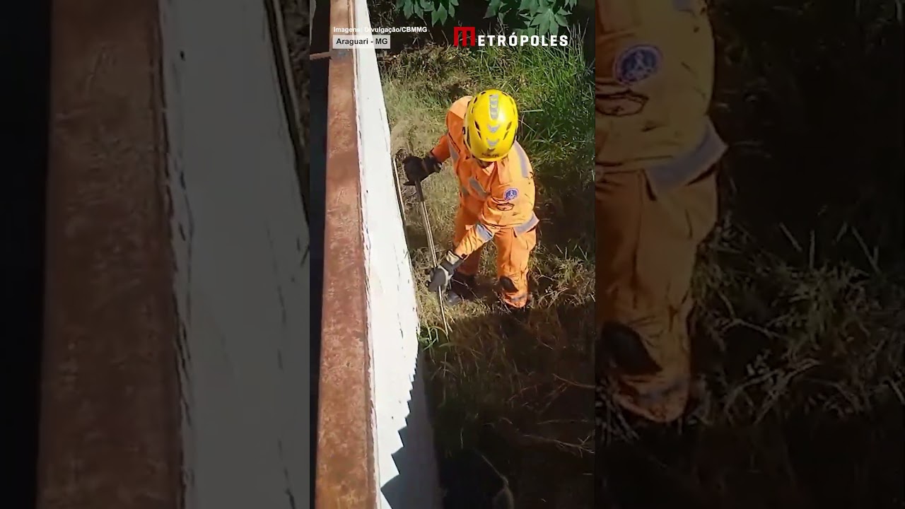 Tamanduá-bandeira é resgatado pelos bombeiros em casa abandonada em MG