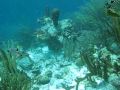 Smooth Trunkfish on Bonaire