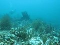 Smooth Trunkfish on Bonaire