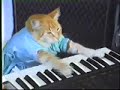 Keyboard cat adds some musical accompaniment to a treadmill failure.