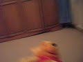 winnie the pooh is flying
