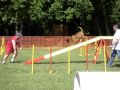bantzenheim  17 05 09 degres arnac boxer agility