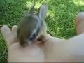 baby rabbits in my backyard baby rabbits in my backyard