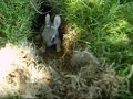 baby rabbits