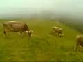 zwischen k�hen auf dem kronberg