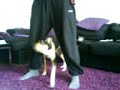 Korthårig collie tränar freestyle konster