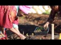 Urban farm gives refugees taste of home 