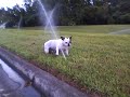French Bulldog Beignet playing in a sprinkler on FIU Campus.