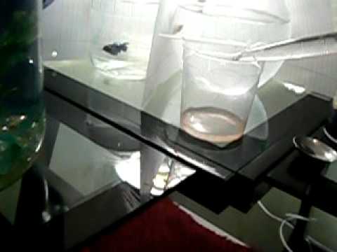 how to harvest artemia