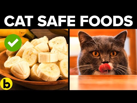 11 Human Foods Your Cat Can Eat