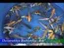 Blackwater Creek: Decorative Butterfly 4-6\" Blackwater Creek: Decorative Butterfly 4-6\"