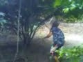 (Humorado)Jair Caçador de Abelhas se deu mal (Humorado)Jair Caçador de Abelhas se deu mal