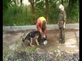 дрессировка, щенок немецкой овчарки семь месяцев служебная собака ОМОН