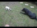 Washignton y Jack