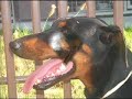 Dobermanns\