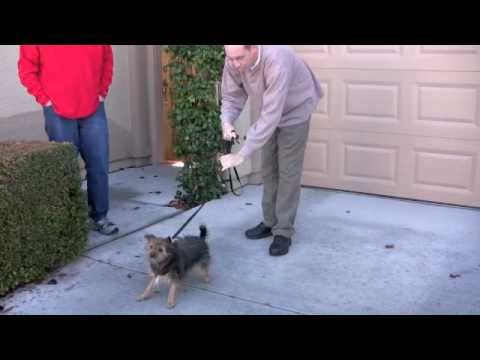 how to curb aggression in dogs