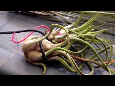 how to care air plant