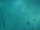 Diving at Kenya Part 8