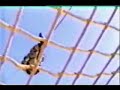 Egyptian Special Forces Training.flv